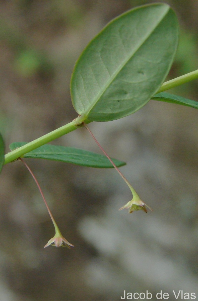 Phyllanthus gardnerianus (Wight) Baill.